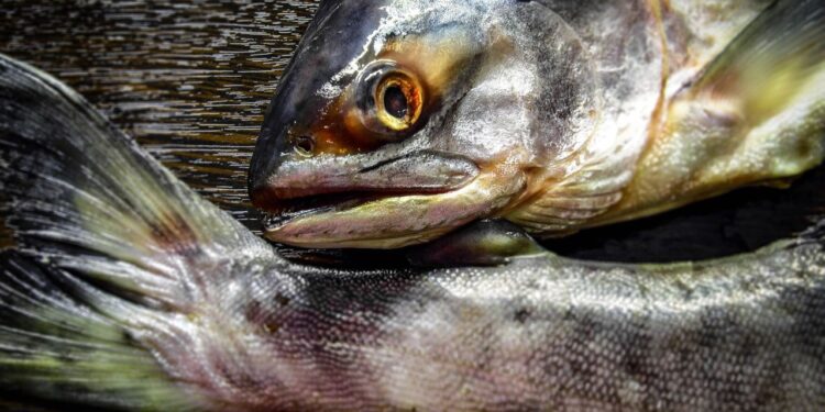 Muğla Akyaka’da 3 Kişilik Rakısız Masaya Şok Hesap!