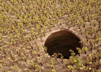 Ayçiçeği tarlasında devasa obruk