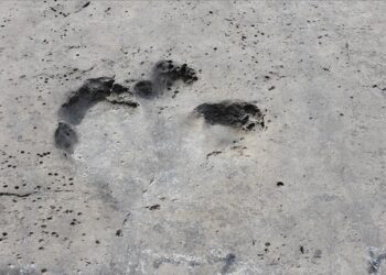 Farklı kıtalarda eşleşen dinozor ayak izleri bulundu