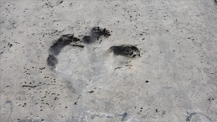 Farklı kıtalarda eşleşen dinozor ayak izleri bulundu Farklı kıtalarda eşleşen dinozor ayak izleri bulundu